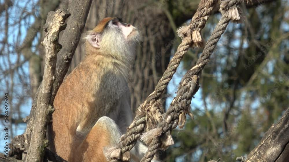 The patas monkey (Erythrocebus patas), also known as the wadi monkey or hussar monkey