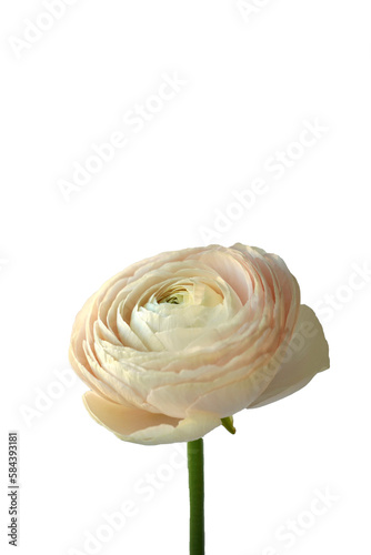 Flower Ranunculus