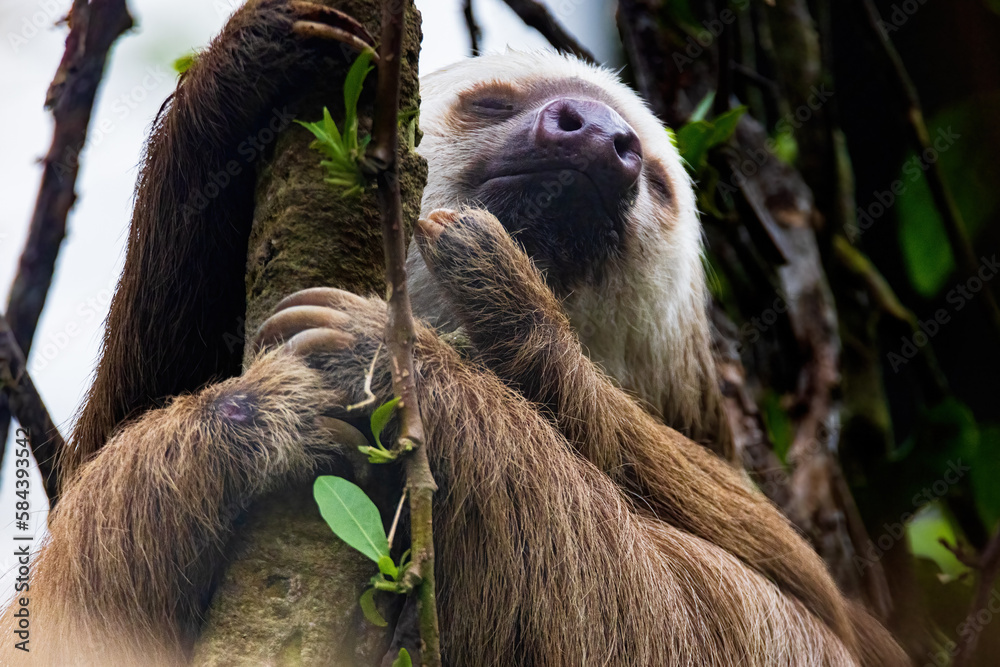 Fototapeta premium Sloth