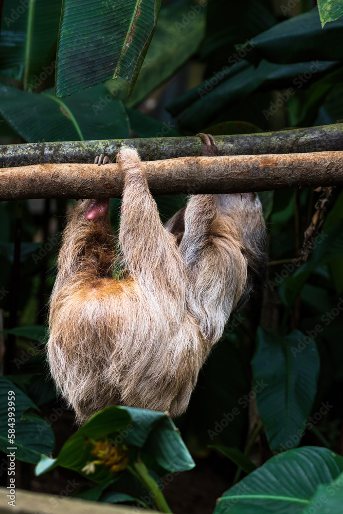 Fototapeta premium Sloth 