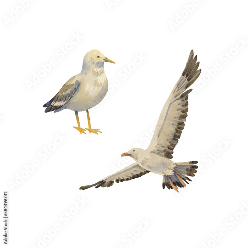 A set of two white gulls. Watercolor illustration of seabirds. Collection Island. Albatross in the sky. A flying bird, big and gray. Cartoon style. Summer motif. Suitable for postcards, pack, design