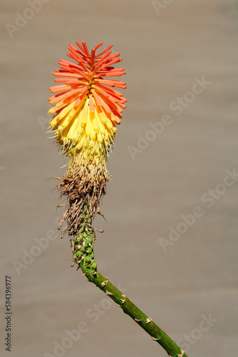 Kniphofia, Red-hot Poker single flower head on blurred background