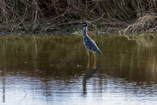 Night Heron 