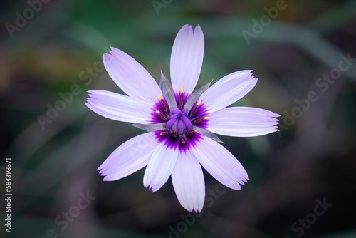 Soft closeup on the colorful blue-purple Cupid's dart flower, Catananche caerulea photo