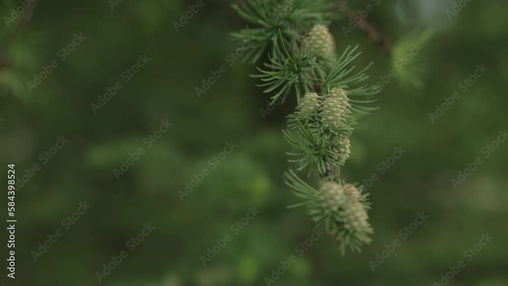 Slow motion gimbal shot of yong larch branches in spring with fresh cones Slow motion gimbal shot of yong larch branches in spring with fresh cones