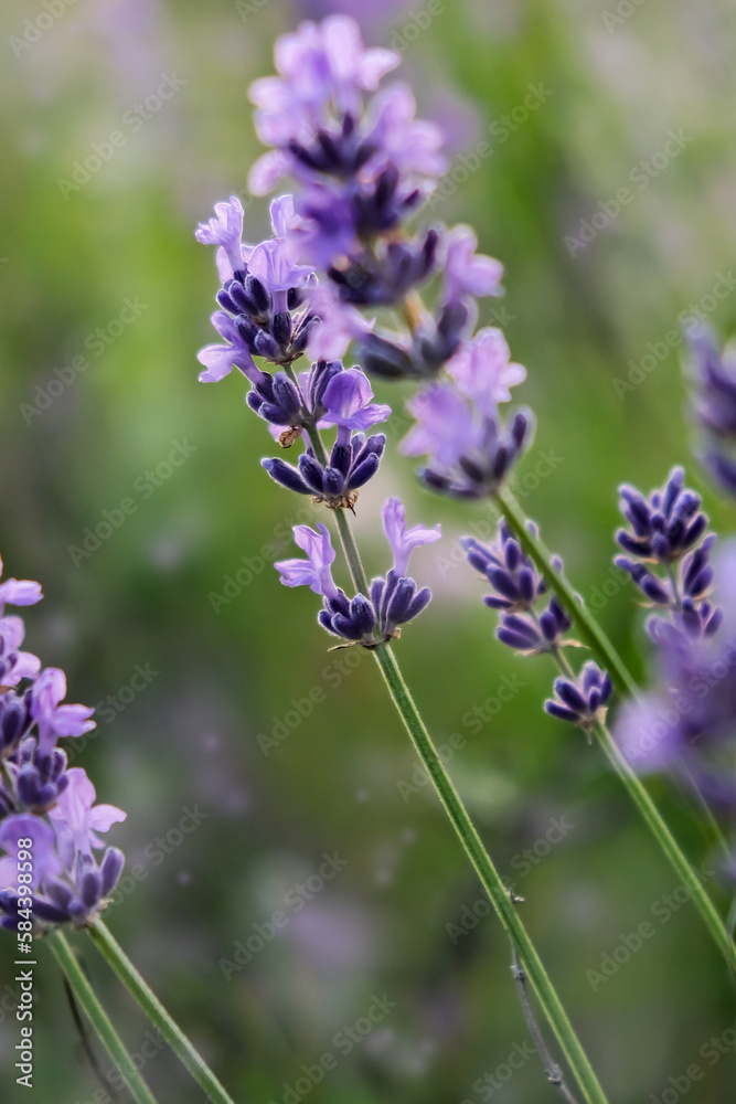 Natural background. Flowering lavender in the field close-up. Vertical image.