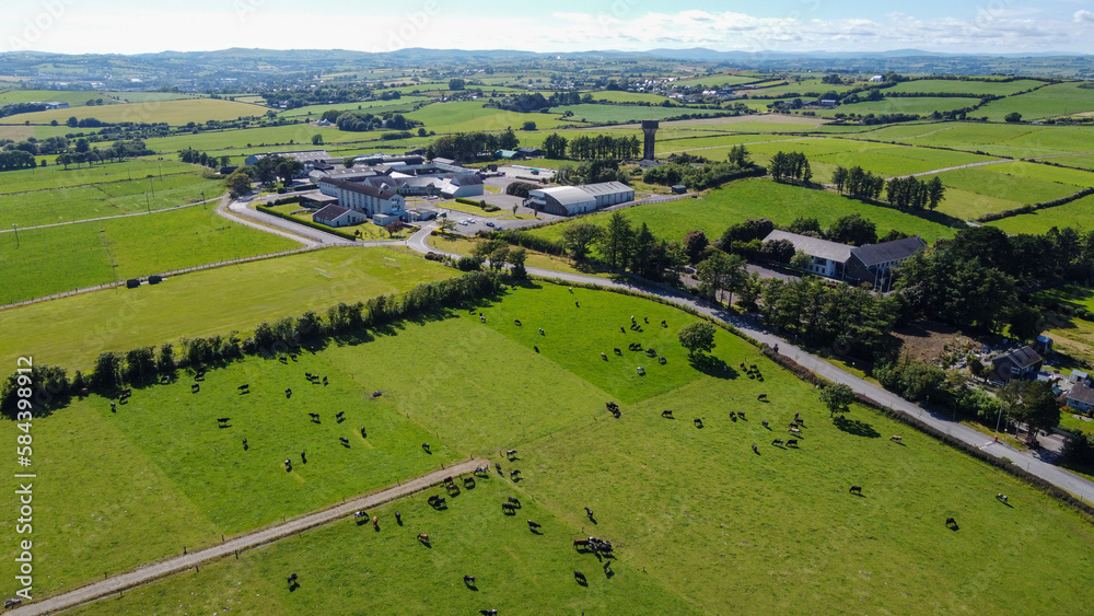A herd of cows grazing on a green farmer's field on a clear summer day, top view. Buildings among agricultural fields in West Cork. The countryside in Ireland. Green grass field