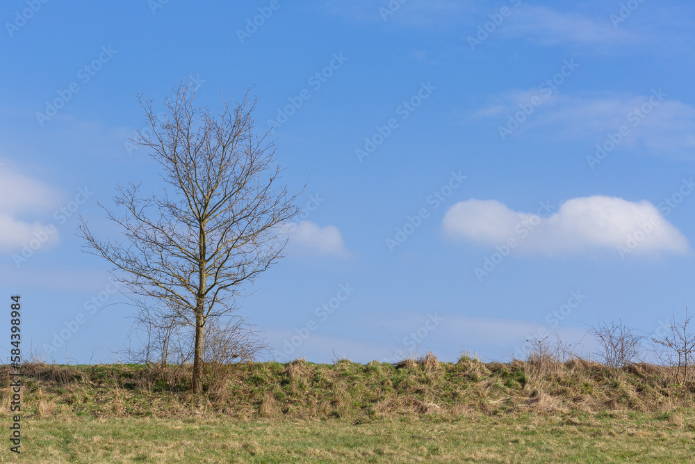 Single tree against blue bright clouds, sunny weather