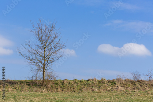 Single tree against blue bright clouds, sunny weather