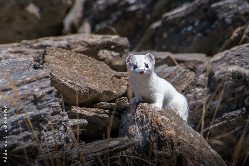 Cute white ermine (or stoat - Mustela erminea) looking curiously from a rocky environment, Italian Alps, March.