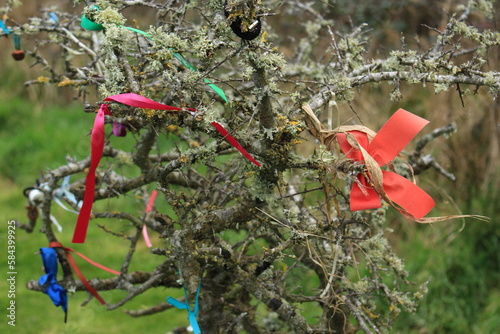 Hawthorn Tree with ribbons tied to it - Common in Ireland and often referred to as Fairy Trees, Wishing Trees, May Bushes, or Rag Trees 