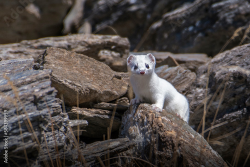 Obraz na płótnie Cute white ermine (or stoat - Mustela erminea) looking curiously from a rocky environment, Italian Alps, March. w salonie