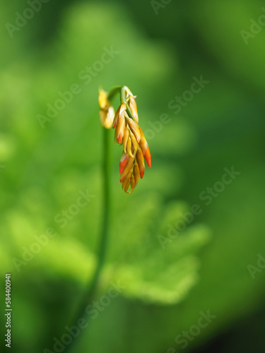 Crocosmia Aurea (Falling Stars), single flower bud on long stem with blurred background