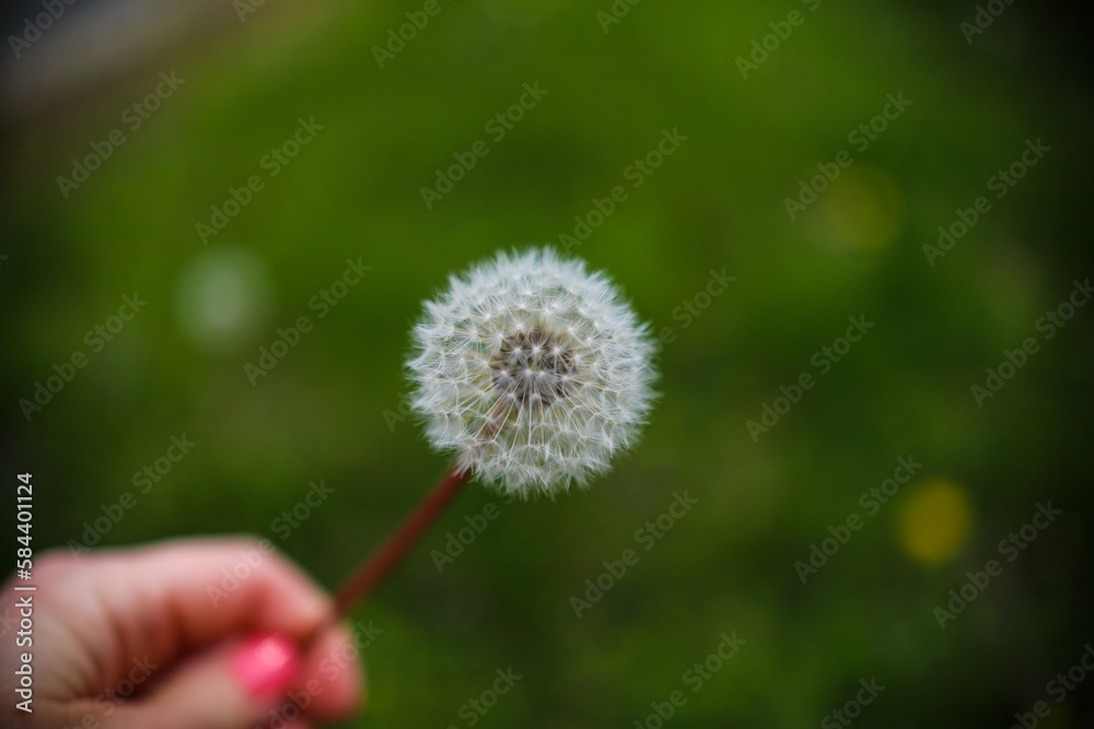 Fototapeta premium dandelion in the garden