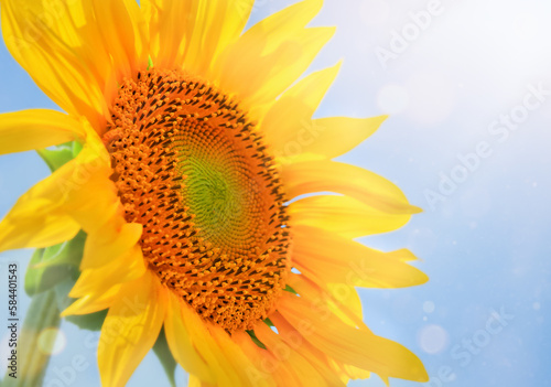 Sunflower close-up in sunlight beams