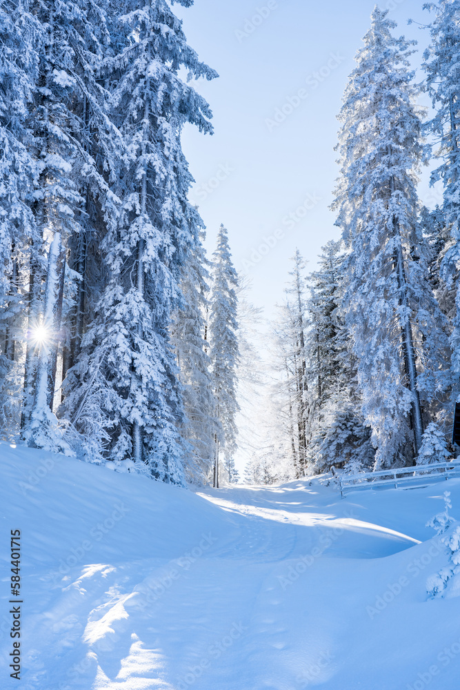 Obraz premium Winter forest in Seefeld, Austria