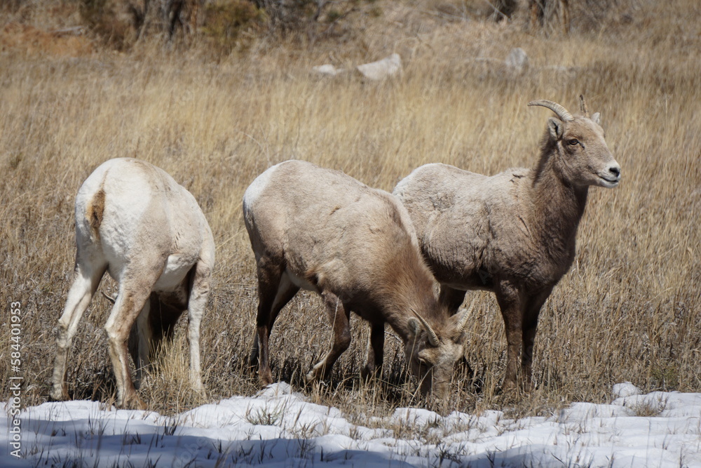 Big Horn Sheep 2 Big Horn Sheep 2