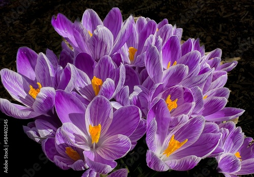 A group of woodland crocus flowers blooming in the springtime