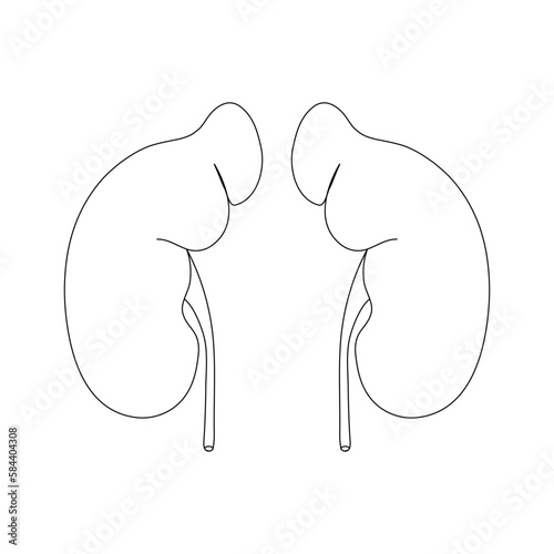 Kidney in one line of style on a white background. The internal human organ, nephrology, medical services.