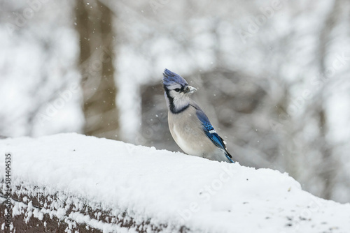 A bluejay with snow on its beak.
