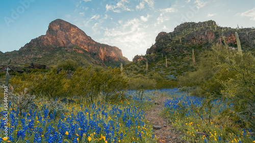 Picacho Peak - Wildflower bloom