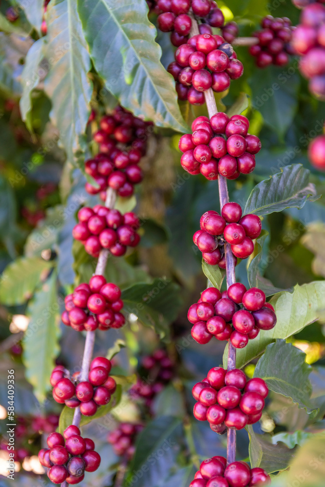 Coffee Beans tree in the field Coffee Beans tree in the field
