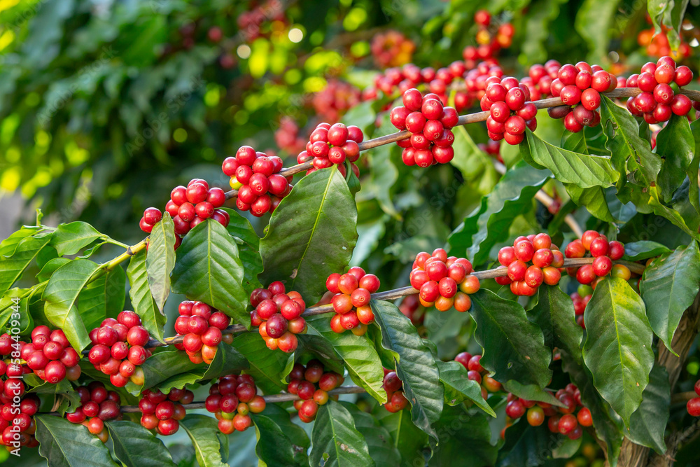 Coffee tree in the field