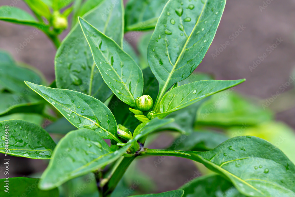 Green fresh bush of sweet bell peppers with ovaries in vegetable garden close up. New harvest. Summer. Wet leaves after rain. Locally grown. Selective focus, defocus Green fresh bush of sweet bell peppers with ovaries in vegetable garden close up. New harvest. Summer. Wet leaves after rain. Locally grown. Selective focus, defocus