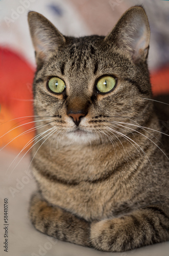 cute cat with green eyes portrait