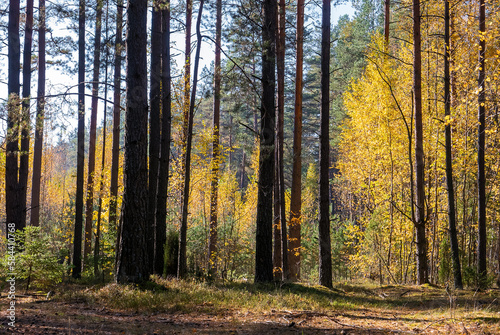 Fototapeta Naklejka Na Ścianę i Meble -  Autumn Forest. Golden leaves, the trunks of pine trees.