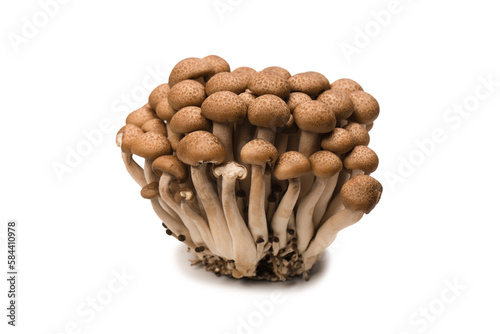 Raw beech mushrooms isolated on white background.