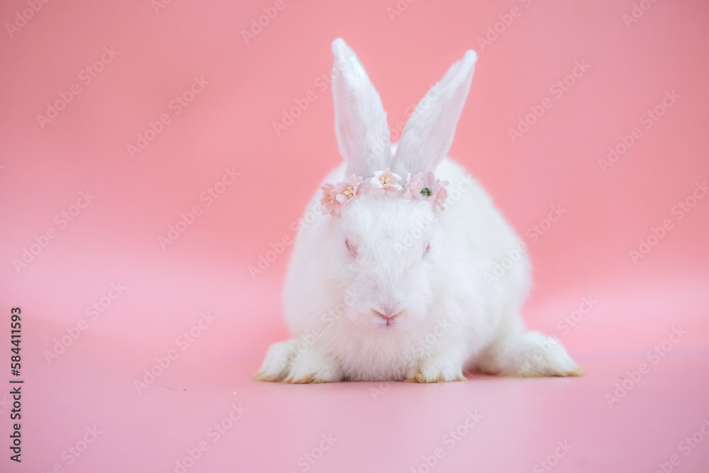 White bunny easter rabbit wear flower crow look at camera on gredient pink and old rose background. Easter festival concept. White bunny easter rabbit wear flower crow look at camera on gredient pink and old rose background. Easter festival concept.