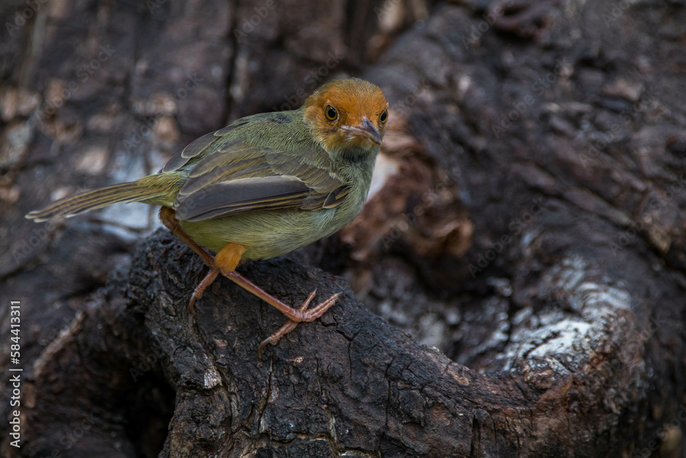 The ashy tailorbird (Orthotomus ruficeps) The ashy tailorbird (Orthotomus ruficeps)