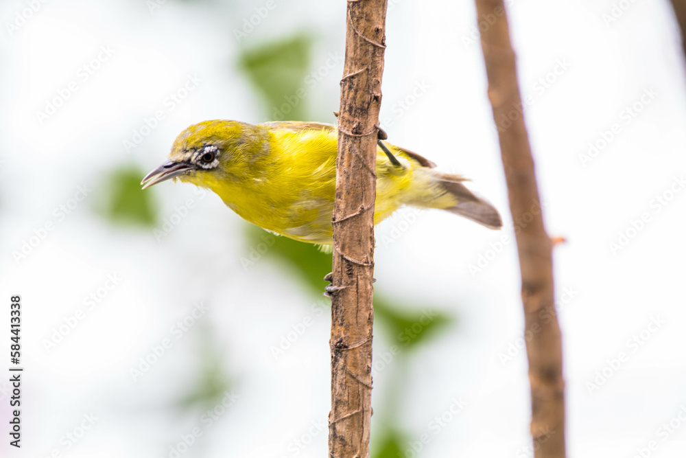 Obraz premium The Javan white-eye (Zosterops flavus) is a bird species in the family Zosteropidae that occurs in Java and Borneo