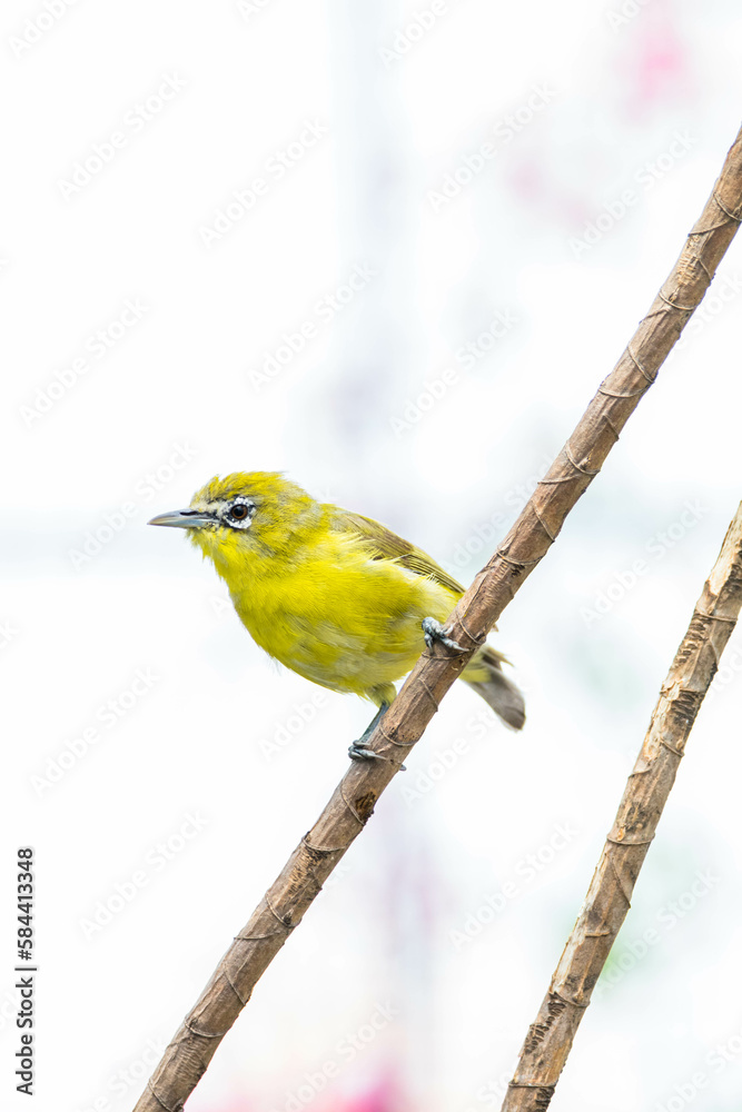 Fototapeta premium The Javan white-eye (Zosterops flavus) is a bird species in the family Zosteropidae that occurs in Java and Borneo