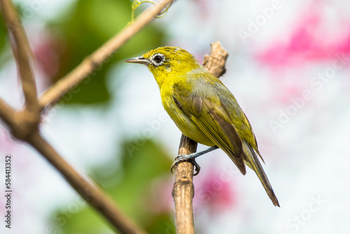 The Javan white-eye (Zosterops flavus) is a bird species in the family Zosteropidae that occurs in Java and Borneo