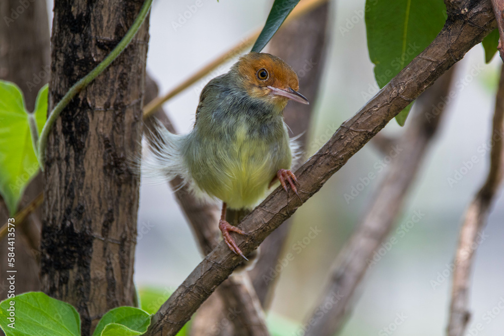 The ashy tailorbird (Orthotomus ruficeps) The ashy tailorbird (Orthotomus ruficeps)