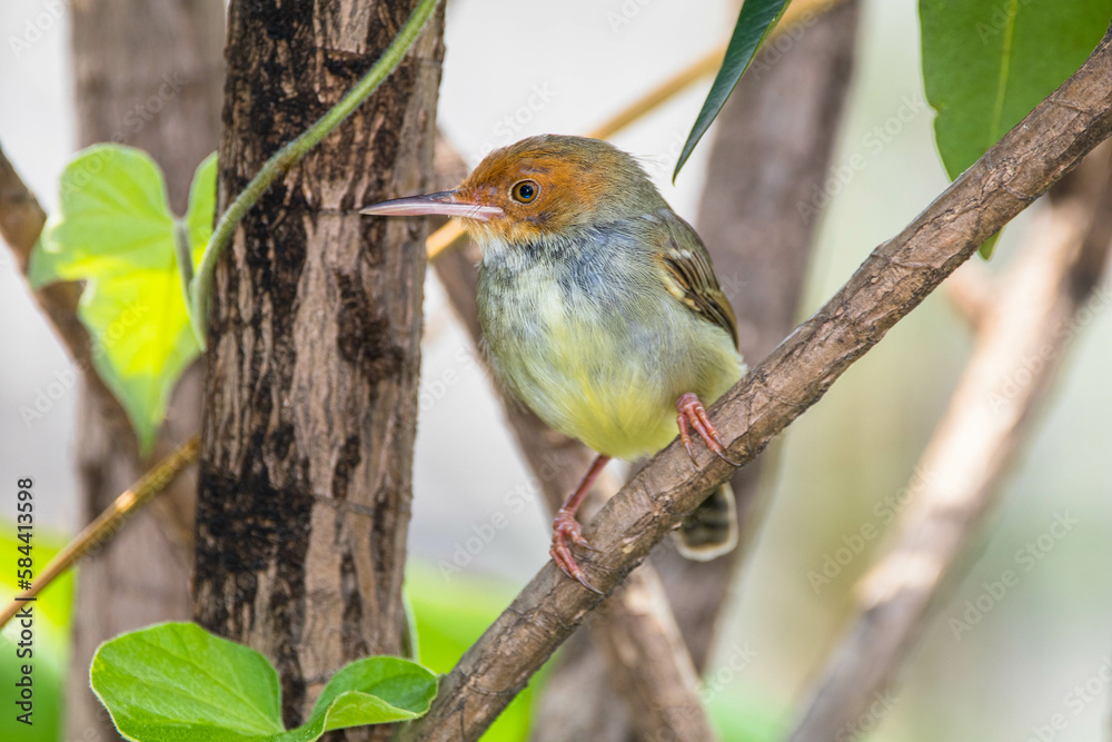 Fototapeta premium The ashy tailorbird (Orthotomus ruficeps)