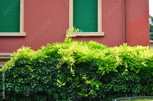 Green natural hedge beside Shuttered windows of red painted building.