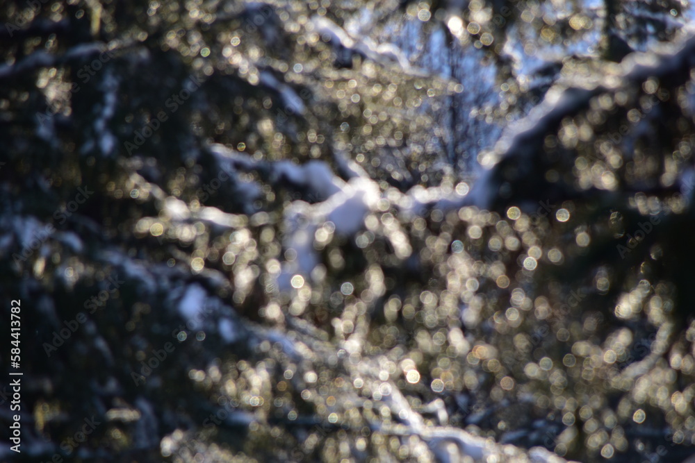 Fototapeta premium bokeh of snowy pine trees