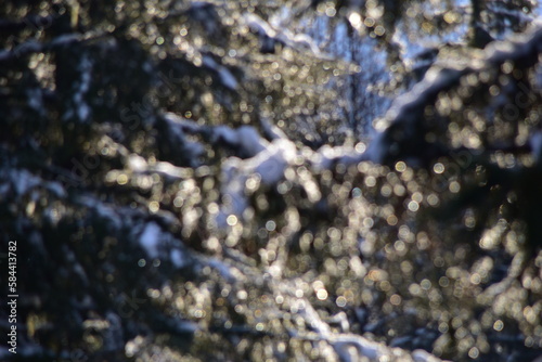 bokeh of snowy pine trees