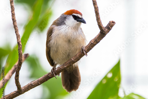 The chestnut-capped babbler (Timalia pileata) is a passerine bird of the family Timaliidae photo
