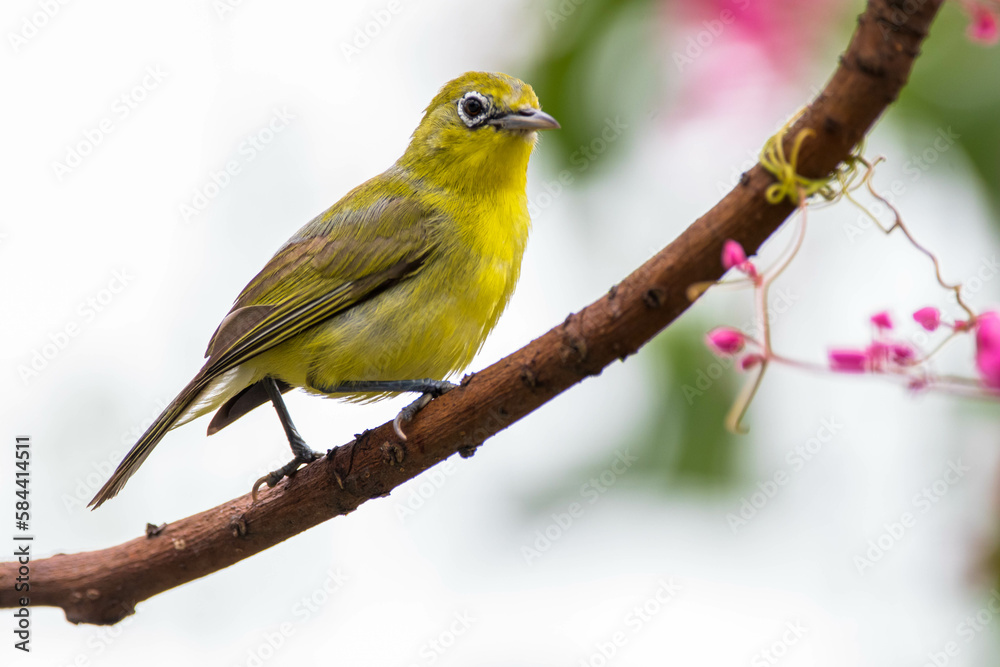 The Javan white-eye (Zosterops flavus) is a bird species in the family Zosteropidae that occurs in Java and Borneo The Javan white-eye (Zosterops flavus) is a bird species in the family Zosteropidae that occurs in Java and Borneo