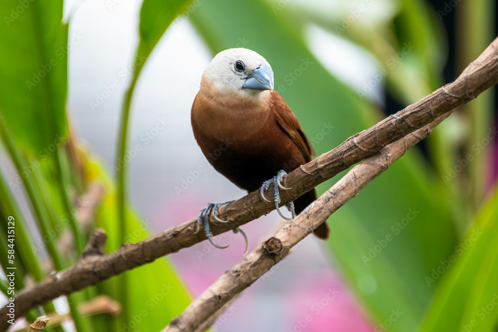 Obraz premium The white-headed munia (Lonchura maja) is a species of estrildid finch