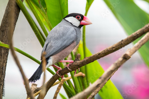 The Java sparrow (Padda oryzivora), also known as Java finch, Java rice sparrow or Java rice bird, is a small passerine bird