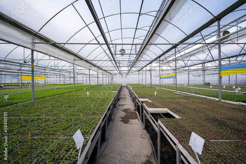Seedlings grown in a modern greenhouse