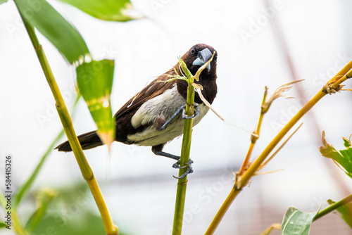 The Javan munia (Lonchura leucogastroides) is a species of estrildid finch native to southern Sumatra, Java, Bali and Lombok islands in Indonesia