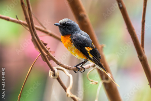 The small minivet (Pericrocotus cinnamomeus) is a small passerine bird. This minivet is found in tropical southern Asia © lessysebastian