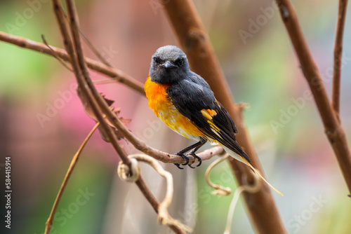 The small minivet (Pericrocotus cinnamomeus) is a small passerine bird. This minivet is found in tropical southern Asia