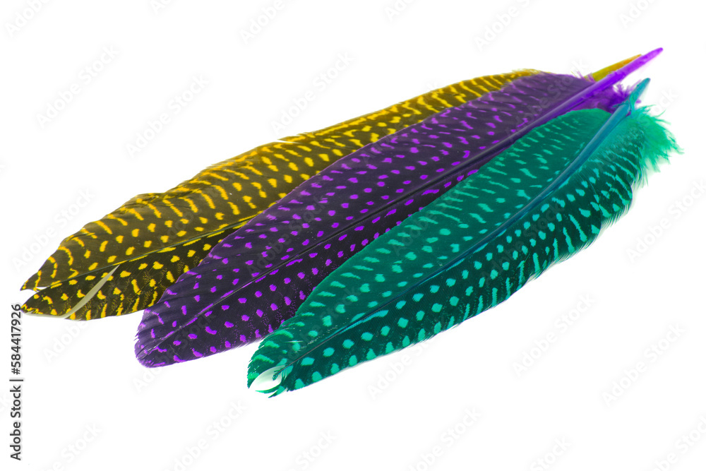 Colorful collection feathers isolated on white background
